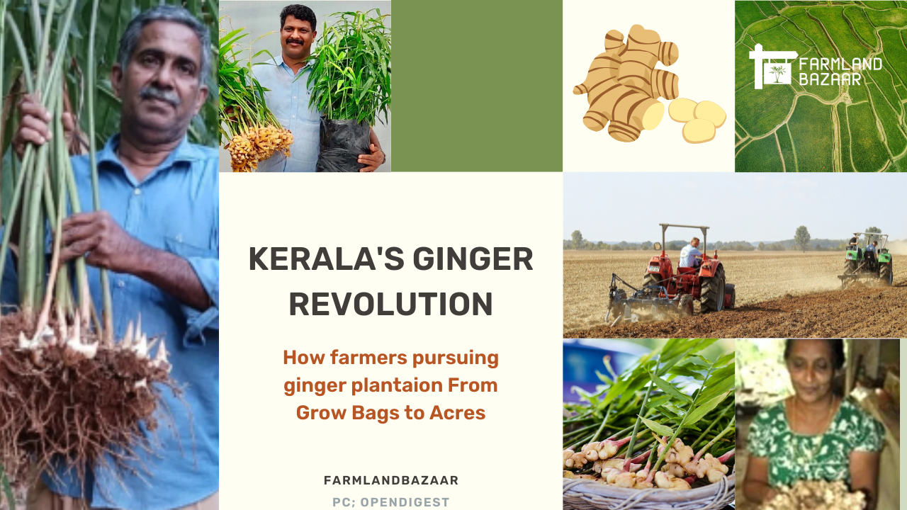 From Grow Bags to Acres: Kerala Farmers Revolutionizing Ginger Cultivation with Innovation and Sustainability