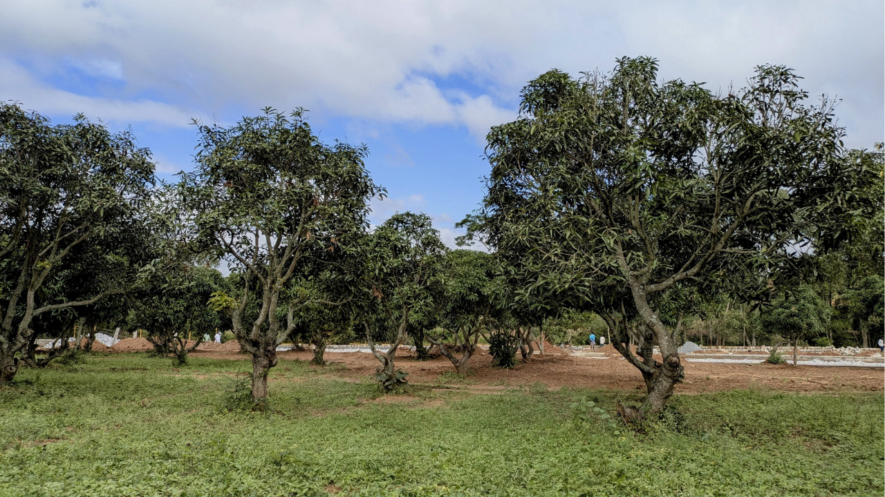 Swargam_Farms_Madanayakanahalli_Farmland_Near_Bangalore