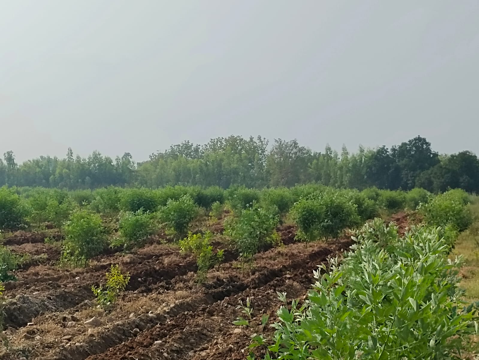 Sirikona Managed Sandalwood Farms — Master Plan
