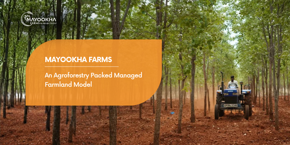 Mayookha Farms: Betting on Red Sandalwood as the Next Farmland Asset