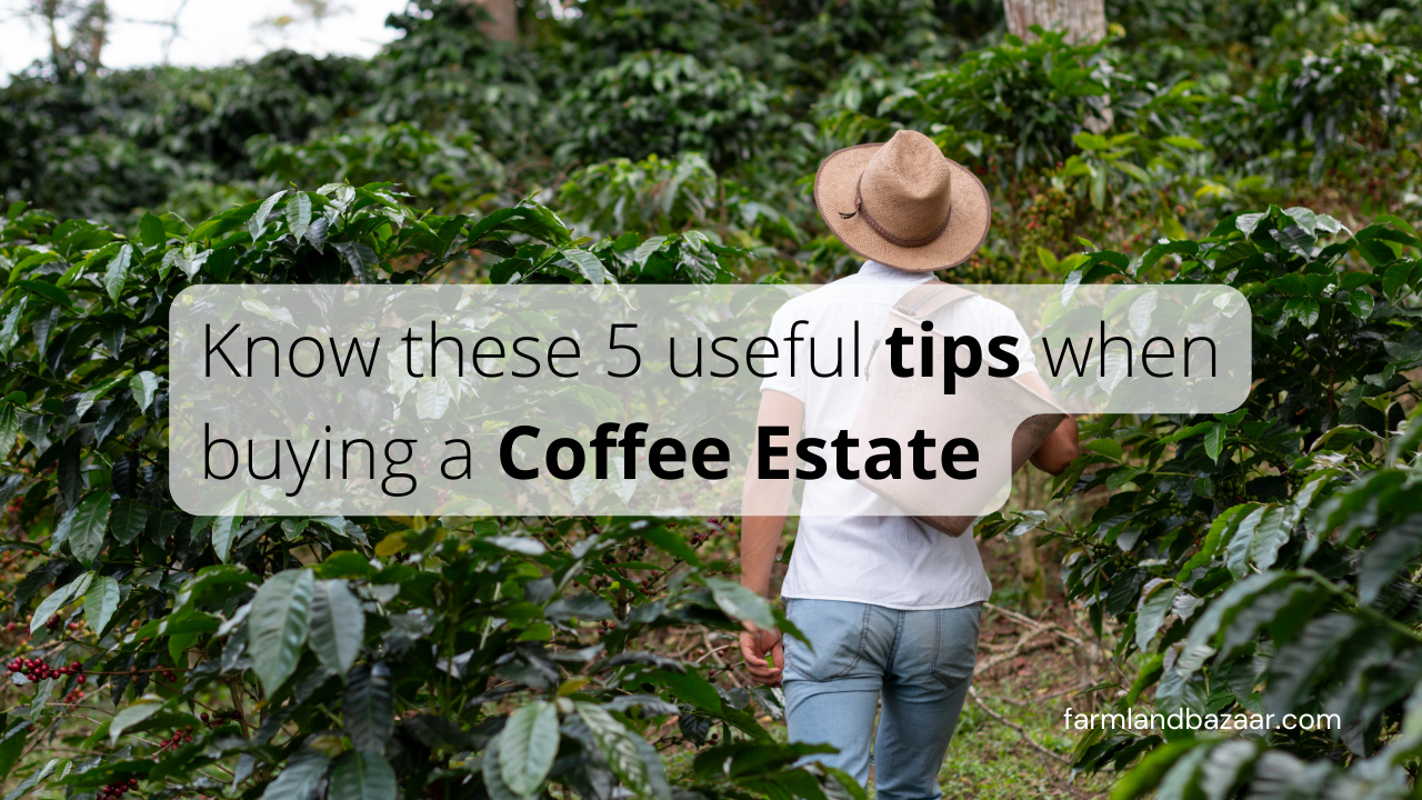 5 useful tips When buying a Coffee Estate