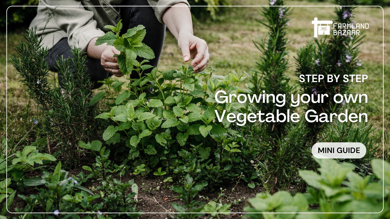 Beginner Kitchen Garden: Simple Steps to Start Growing Your Own Vegetables